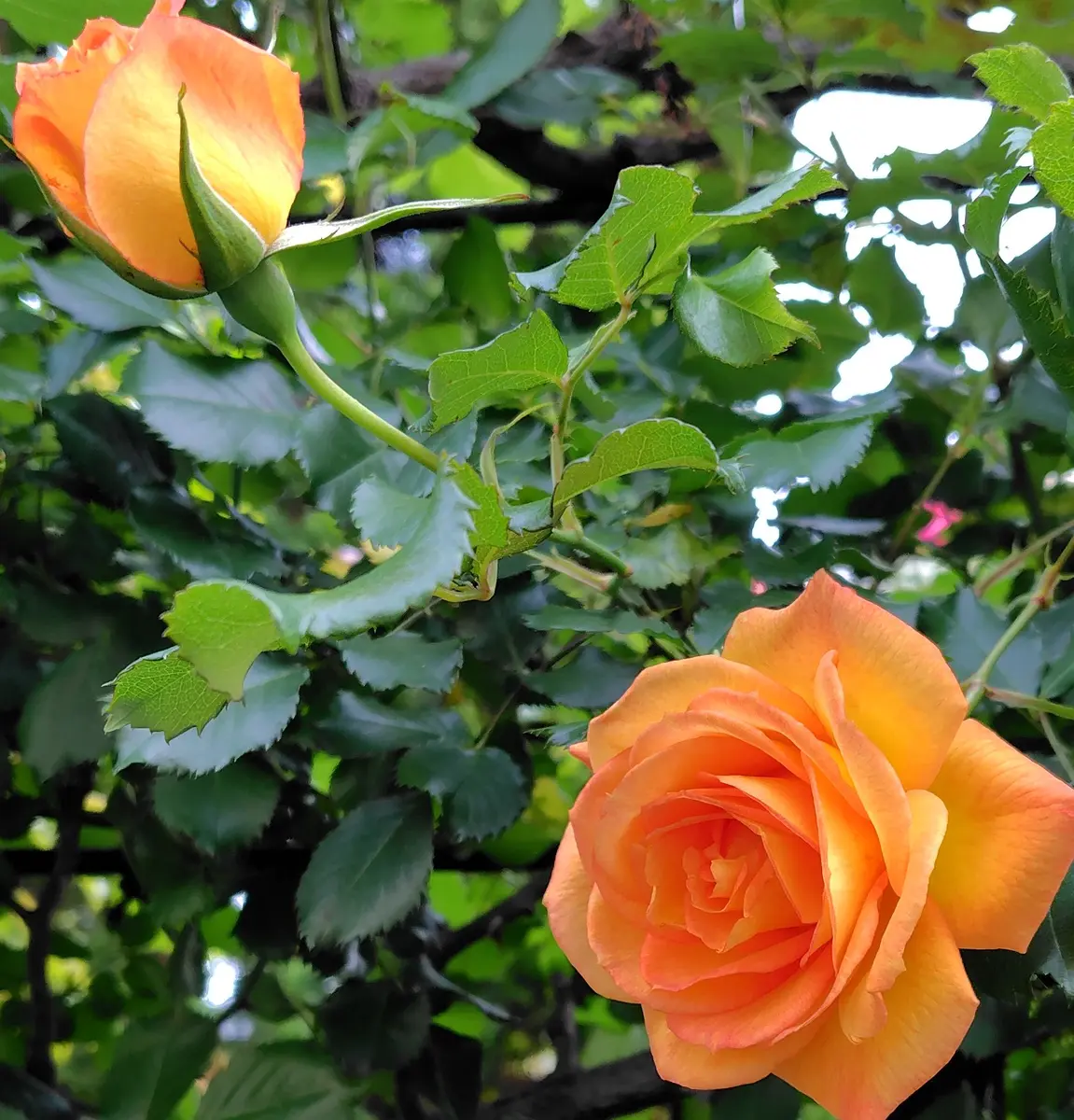 店内商品がすべてレジにて半額！！ つる薔薇サハラ｜園芸日記byたーたん｜みんなの趣味の園芸｜1326272 エッセンシャルオイル