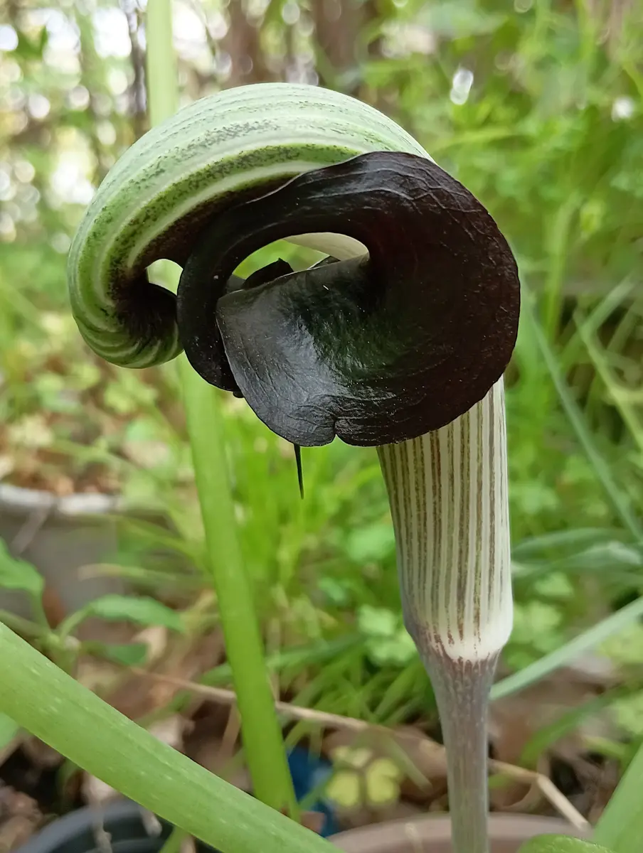 ❝サトイモ科の植物🌿｜園芸日記byはまおもと｜みんなの趣味の
