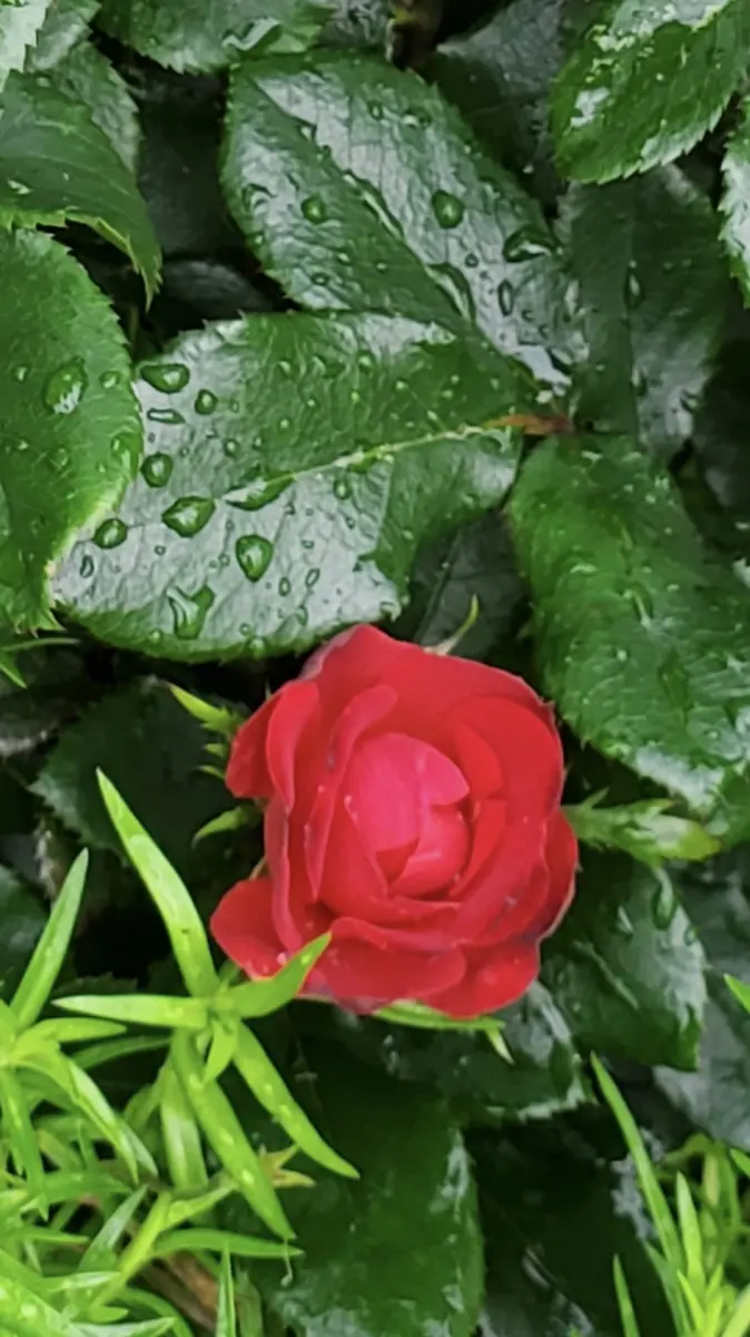 ちぃ　引っ越し片付け中薔薇2苗 引っ越しバラ2年目の充実｜園芸日記byきたろく｜みんなの趣味の園芸