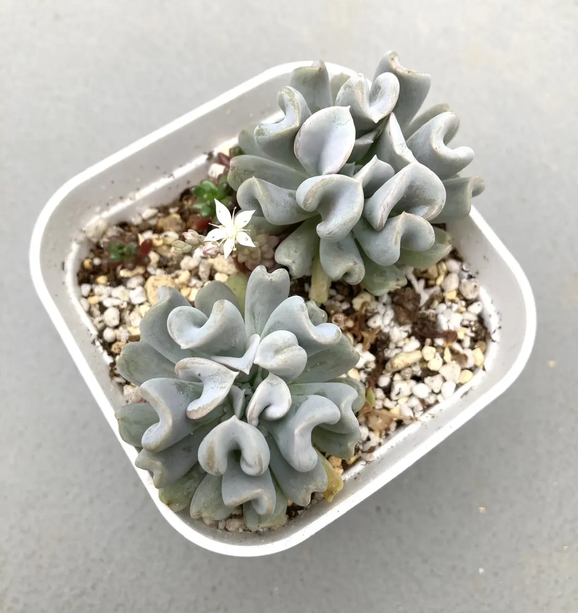 🌵キュンとする葉🌵｜園芸日記by花栞｜みんなの趣味の園芸｜1326730