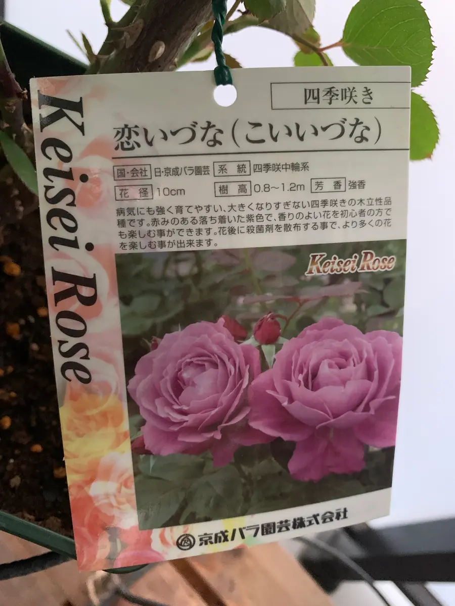 バラ苗③恋いづな｜園芸日記byオシキャット｜みんなの趣味の園芸