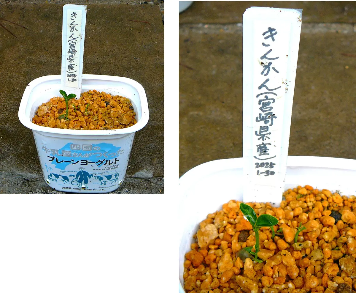 特価 キンカン（10）： 品種不明／宮崎県産＜7＞｜園芸日記by団塊 果物