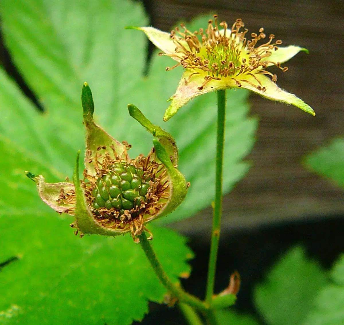 安価 キイチゴ（25）： カジイチゴ＜25＞｜園芸日記by団塊おやじ 野菜