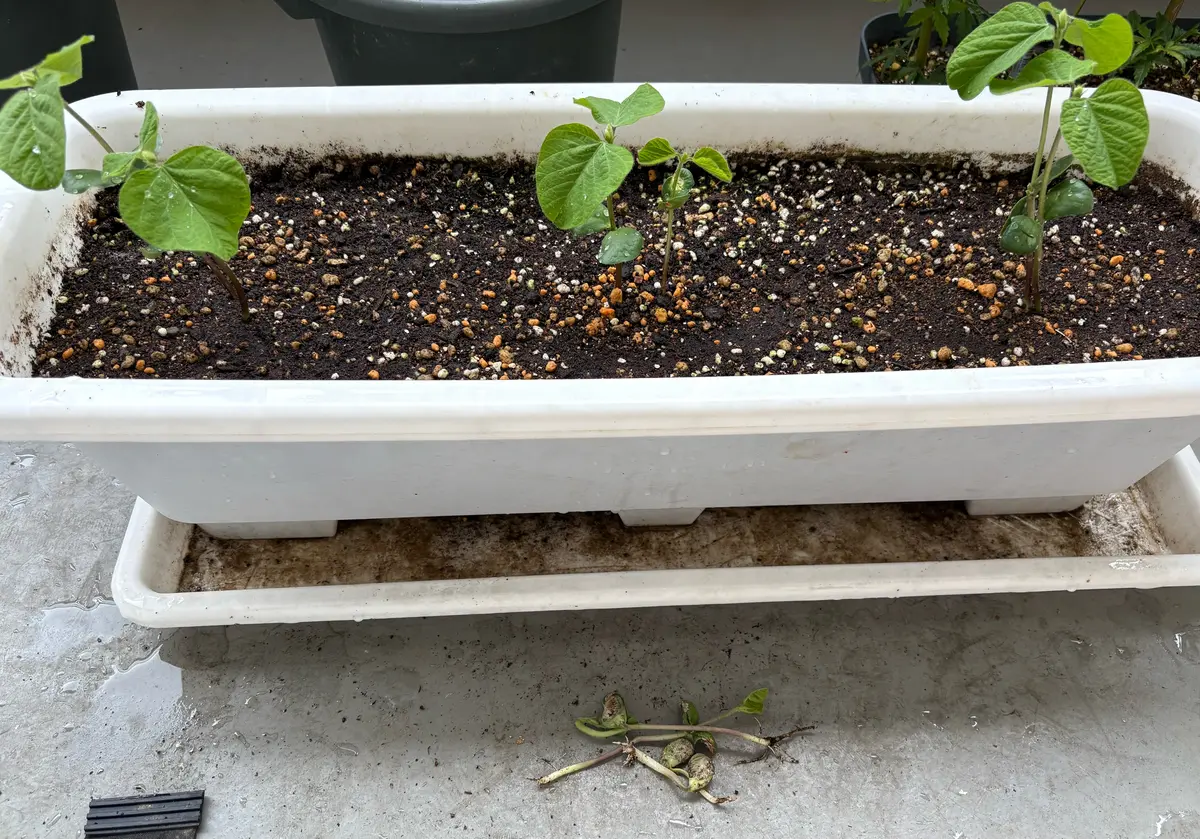 豆の中身。。〔写真3枚目〕-ともやしぐらしさんの日記｜みんなの趣味の  