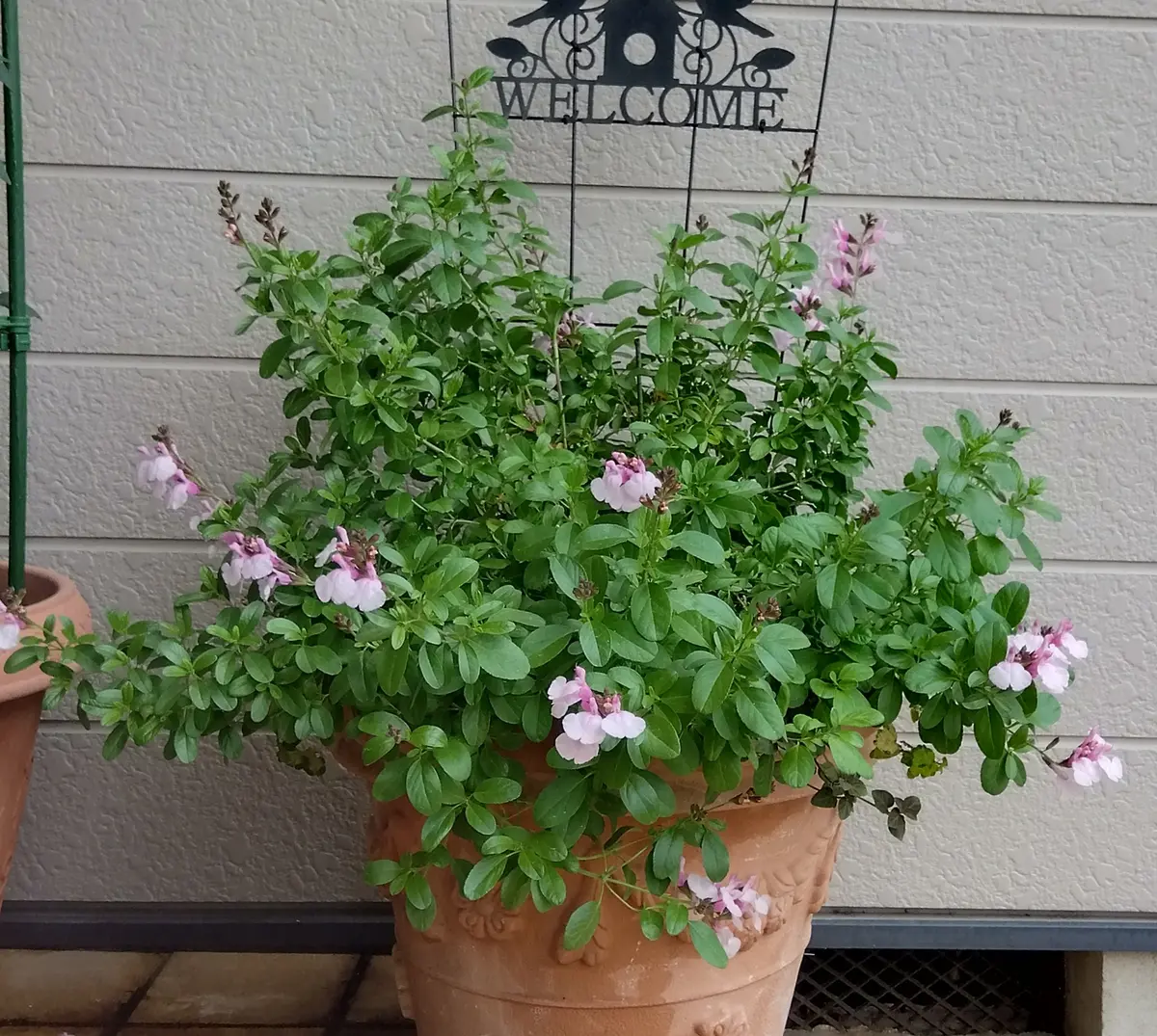 サルビア ミラージュ ソフトピンク ハーブ1苗 楽天市場】サルビア