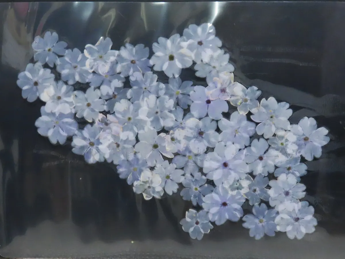ニホンサクラソウの花柄摘み｜園芸日記byichan｜みんなの趣味の園芸
