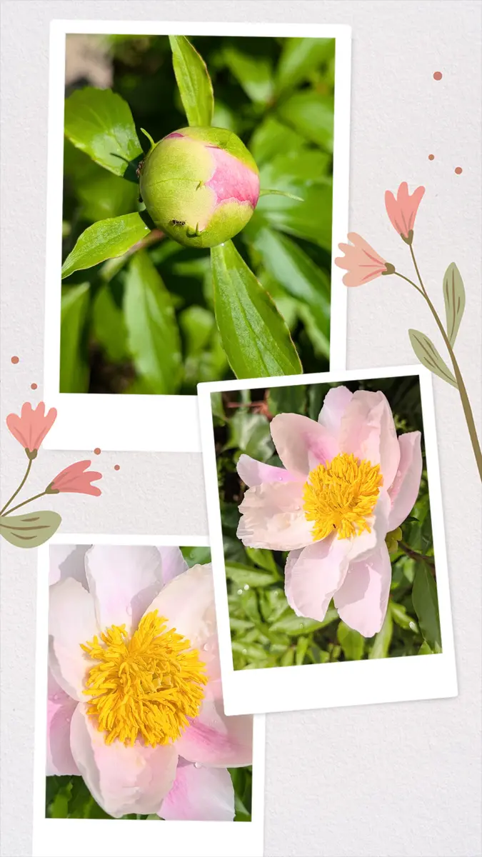 🌼実家のお庭〜☆彡（5月3〜4日）｜園芸日記byエブエブ