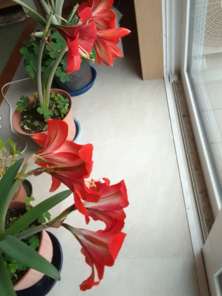 アマリリス咲いてます｜園芸日記byらぶち｜みんなの趣味の園芸