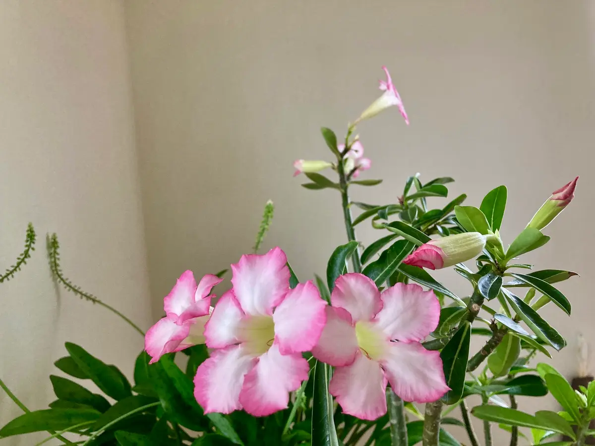 油彩画 アデニウム アデニウム各種🍀 『アデニウム・オベスム』🌱 『アデニウム