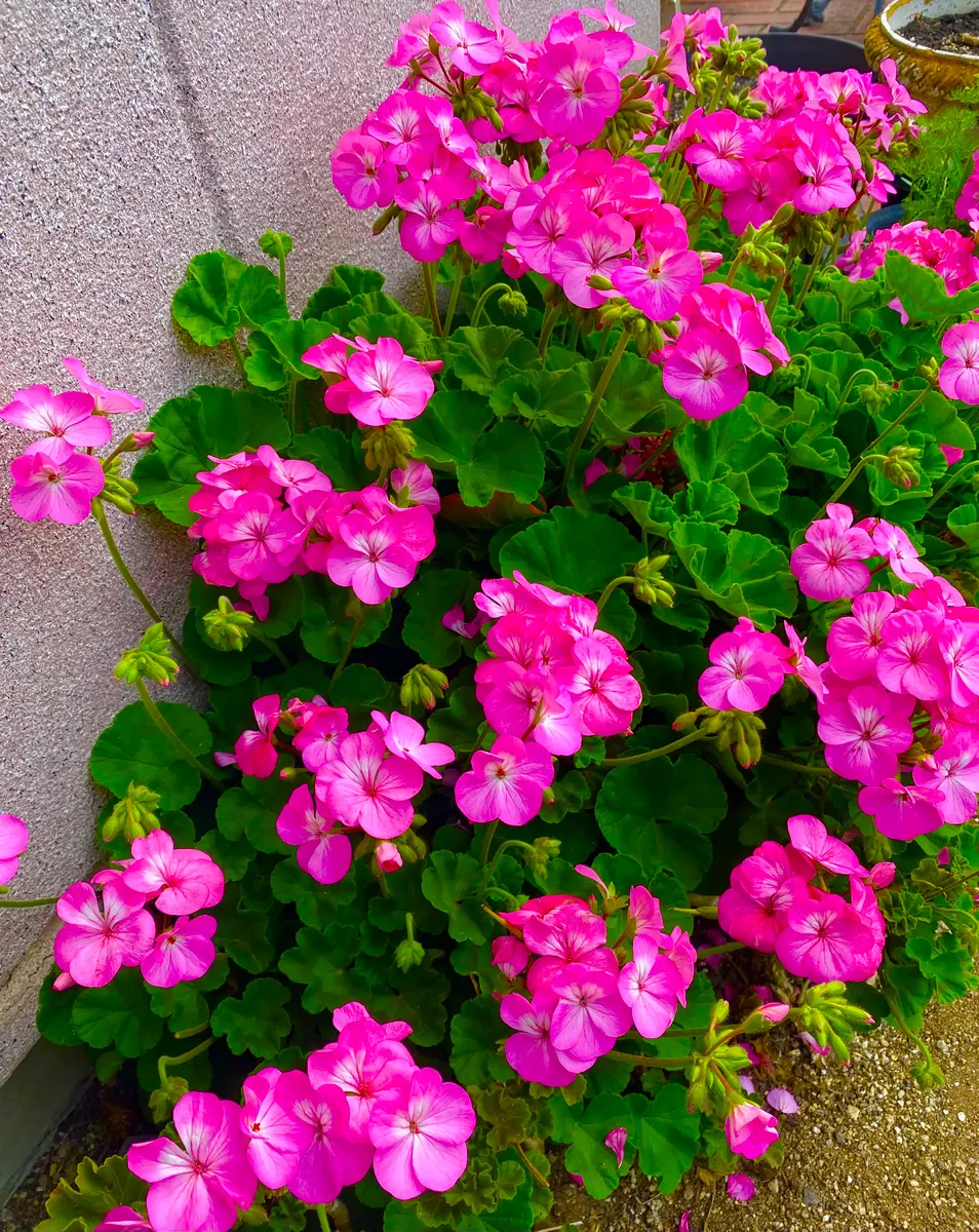 もも大好き ラグランジア オーロランジュ ラグランジア® オーロランジュ | PROVEN WINNERS (PW)【植物の