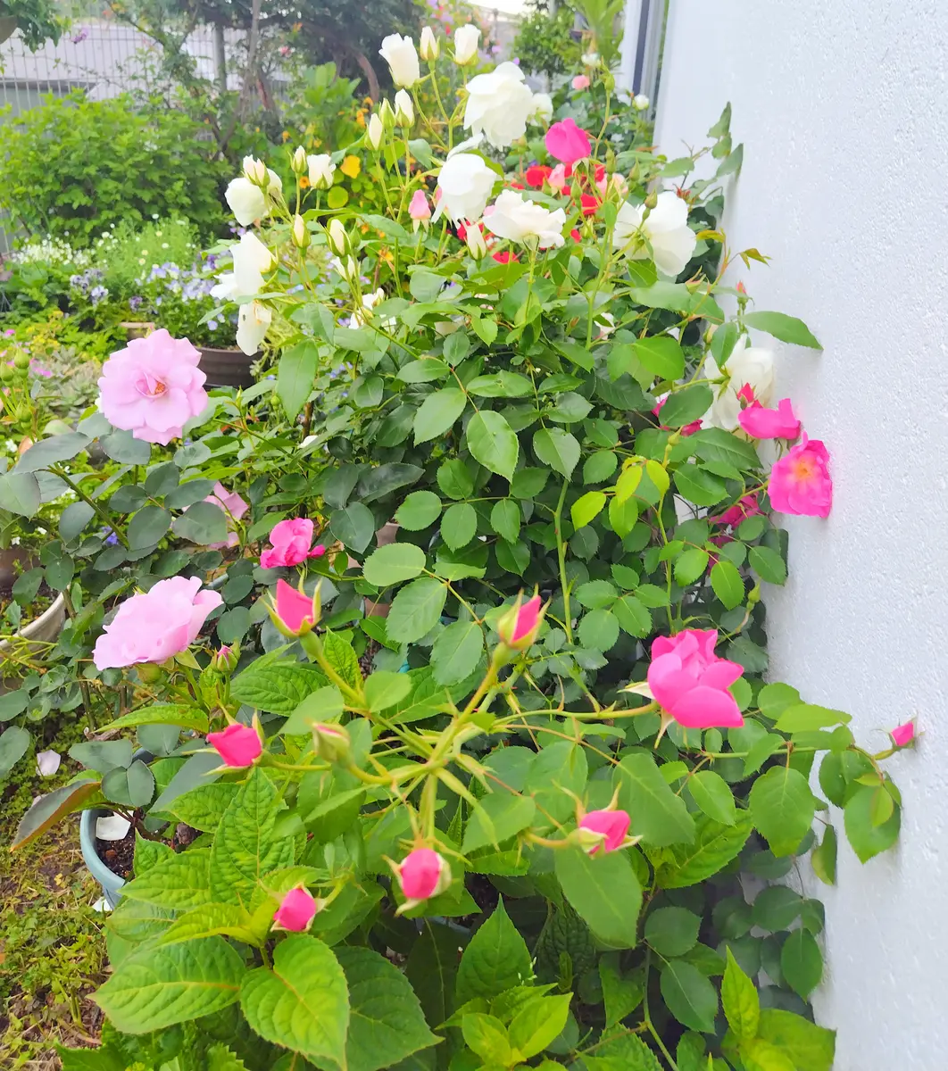 薔薇が咲き始めた庭｜園芸日記byjictenko｜みんなの趣味の園芸