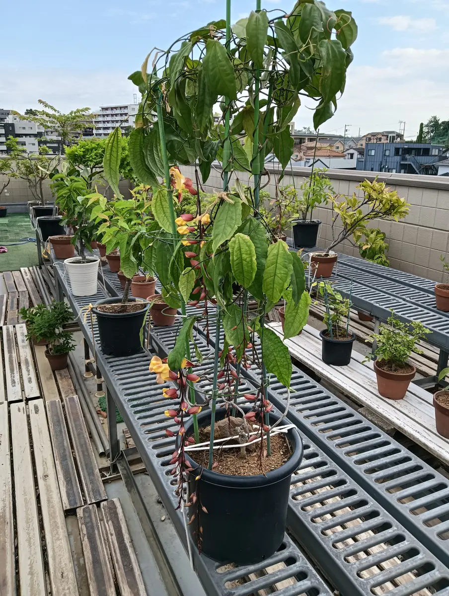 マイソルヤハズカズラ 観葉植物