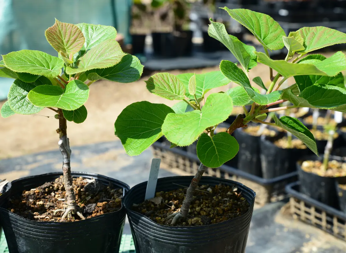 2本セット‼️マイハート ウイルスフリー苗 とシャインマスカット太め 来 季 苗木】マイハート 2本～49本セット【予約商品】【11月便