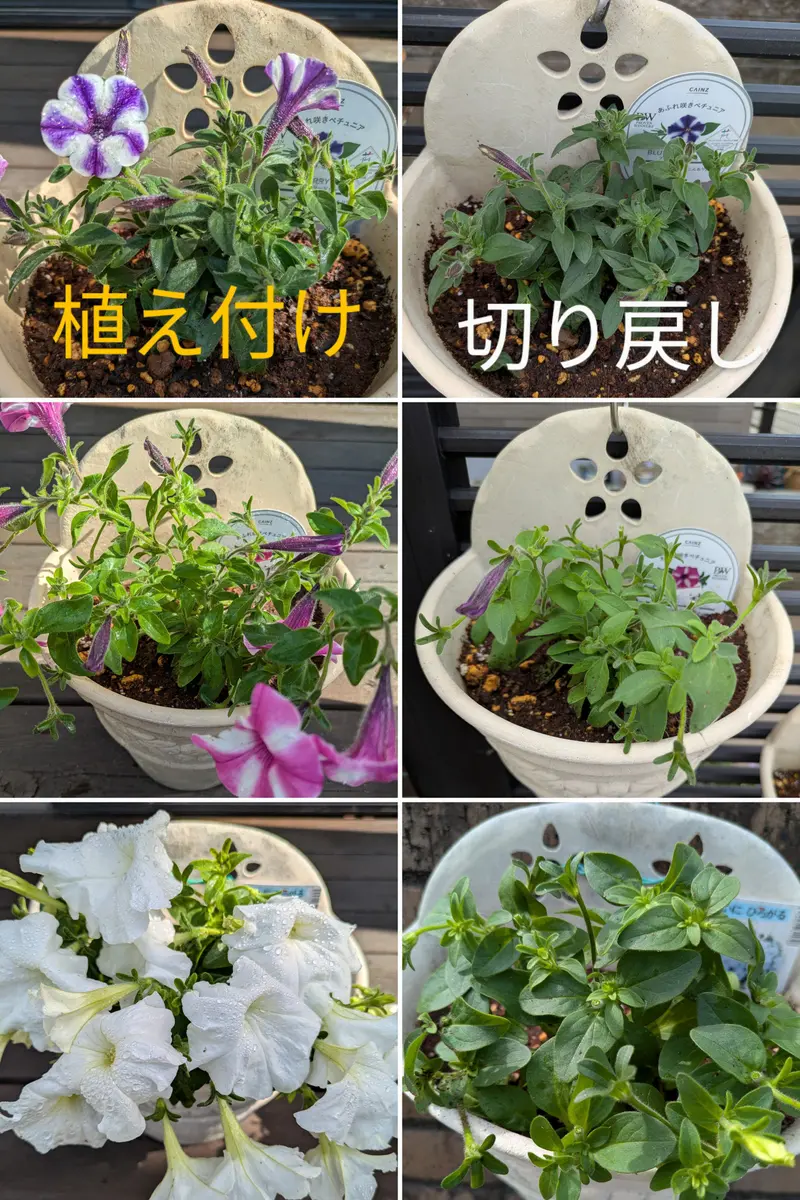 beehouseさんのハウス販売⑥ ちゃんとした 戦利品報告 | 無職