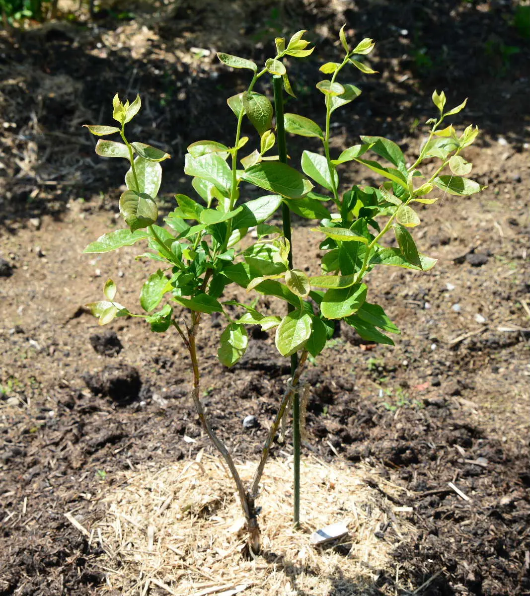 ブルーベリー、接ぎ木苗（チャンドラー、スパルタン）を地植え