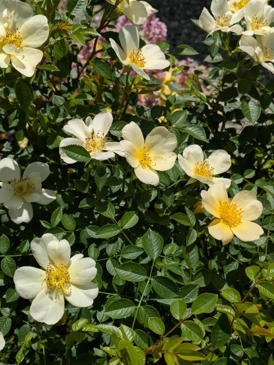 我が家のバラ その2｜園芸日記byもいさん｜みんなの趣味の園芸