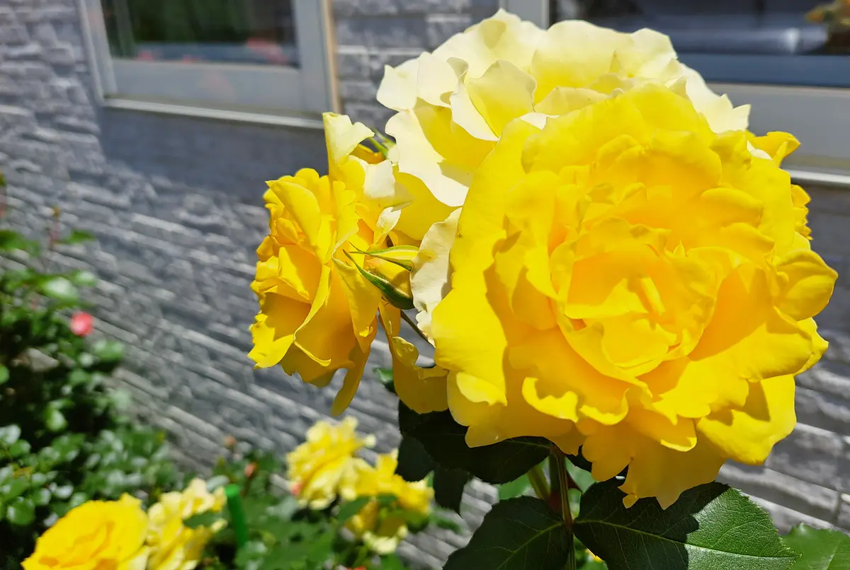 有一只小鳥 / 薔薇庄園 花柄スカート [LO748] | Roses on the