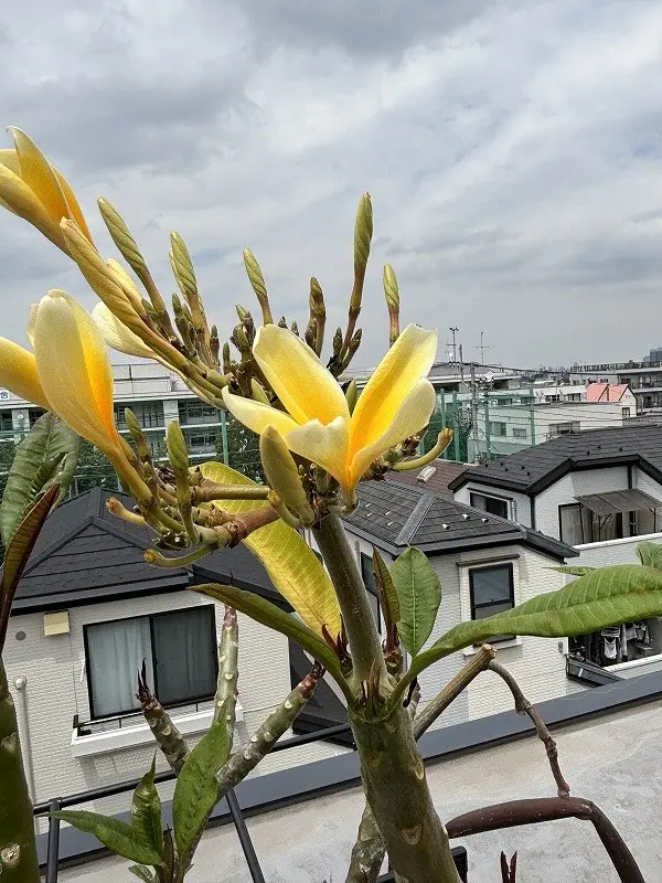 紅*木様 プルメリア苗木　Bali Hai Gold 紅*木様 プルメリア苗木 Bali Hai Gold