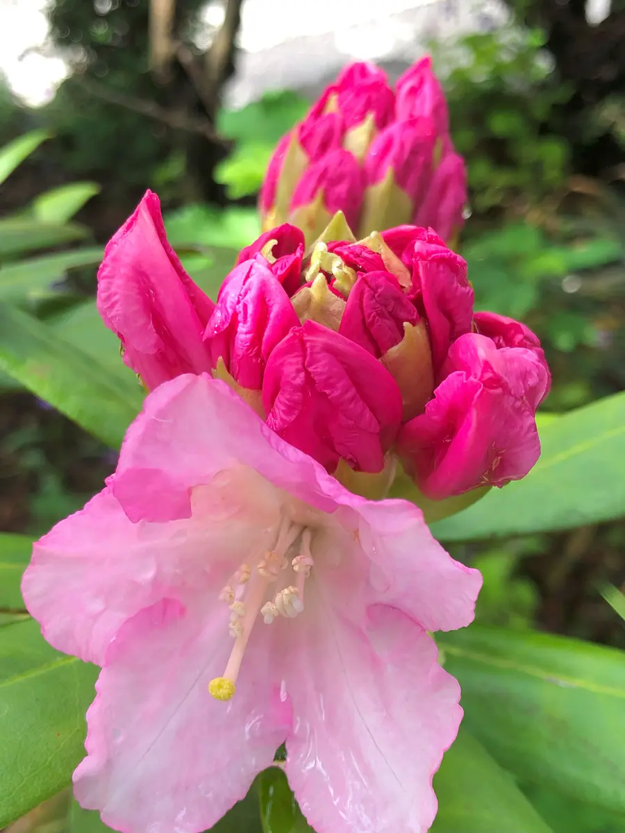 【逸品】 石楠花開花〔写真2枚目〕-rankumiさんの日記｜みんなの趣味の 財布・ケース・小物入れ
