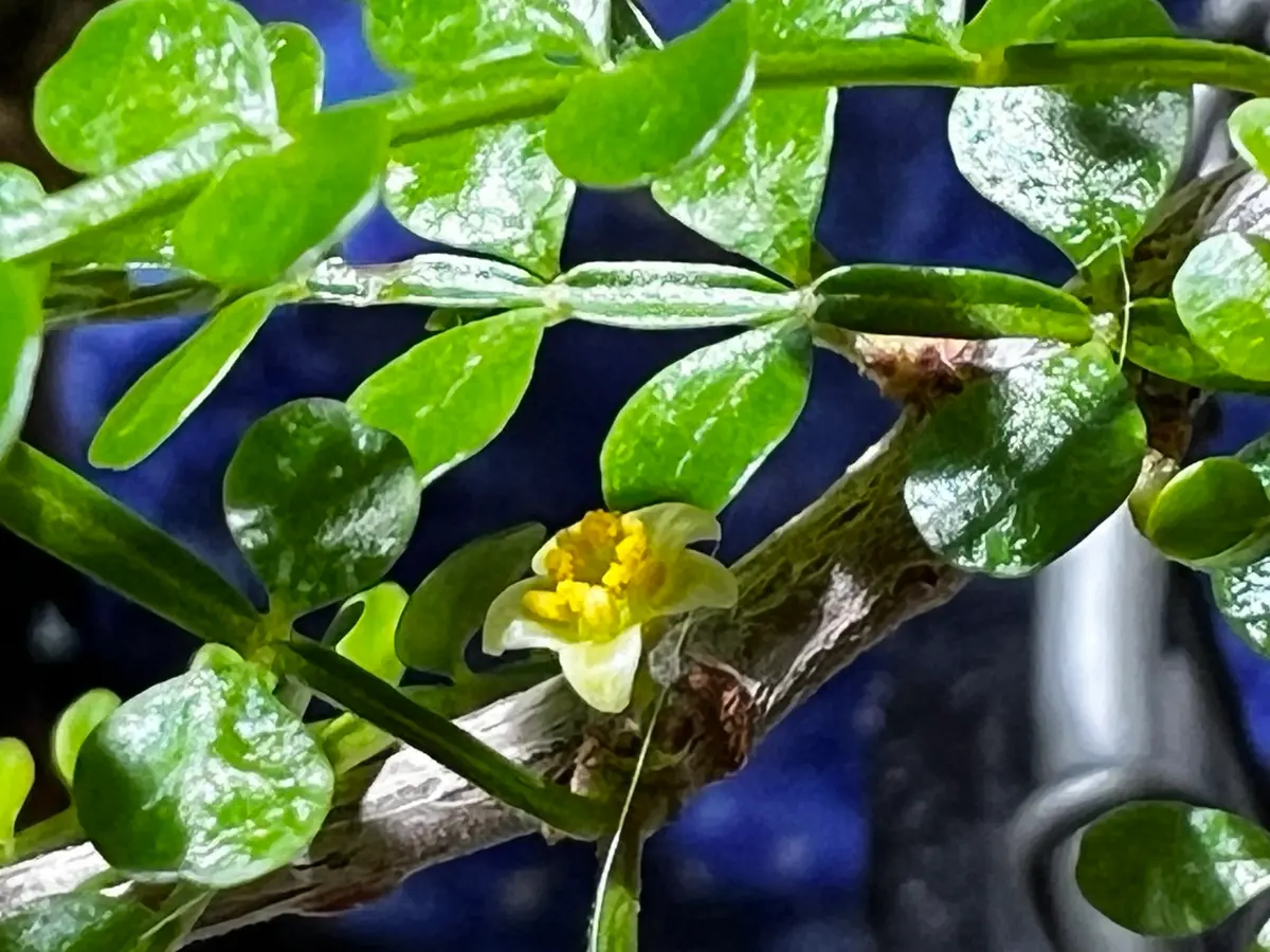 サマーセール！ 大株 開花株 実生 オペルクリカリア パキプス 雄株 オペルクリカリア パキプス 開花｜園芸日記byゆっけ64｜みんなの