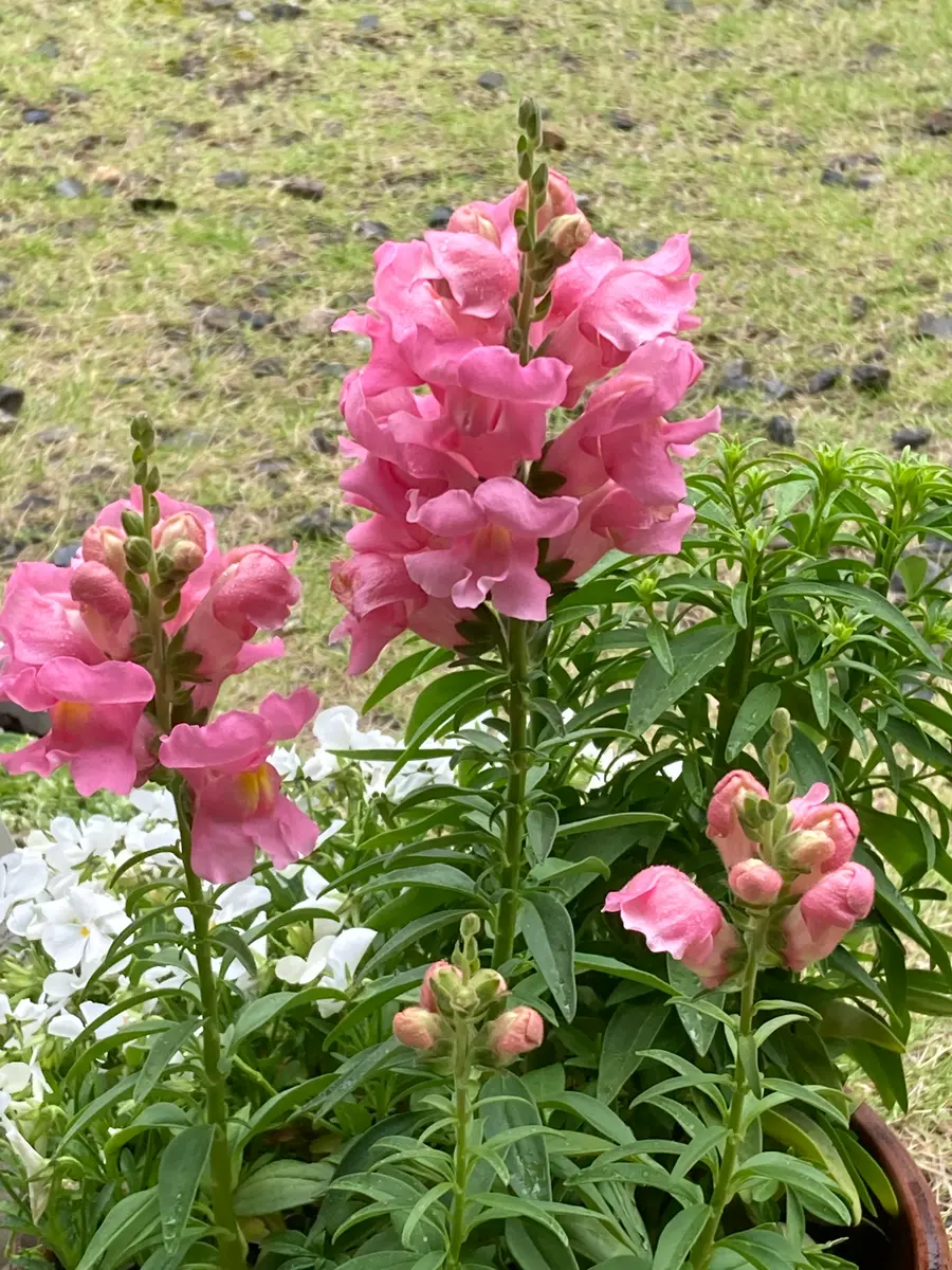 金魚草｜園芸日記bytotoriri｜みんなの趣味の園芸｜1328165
