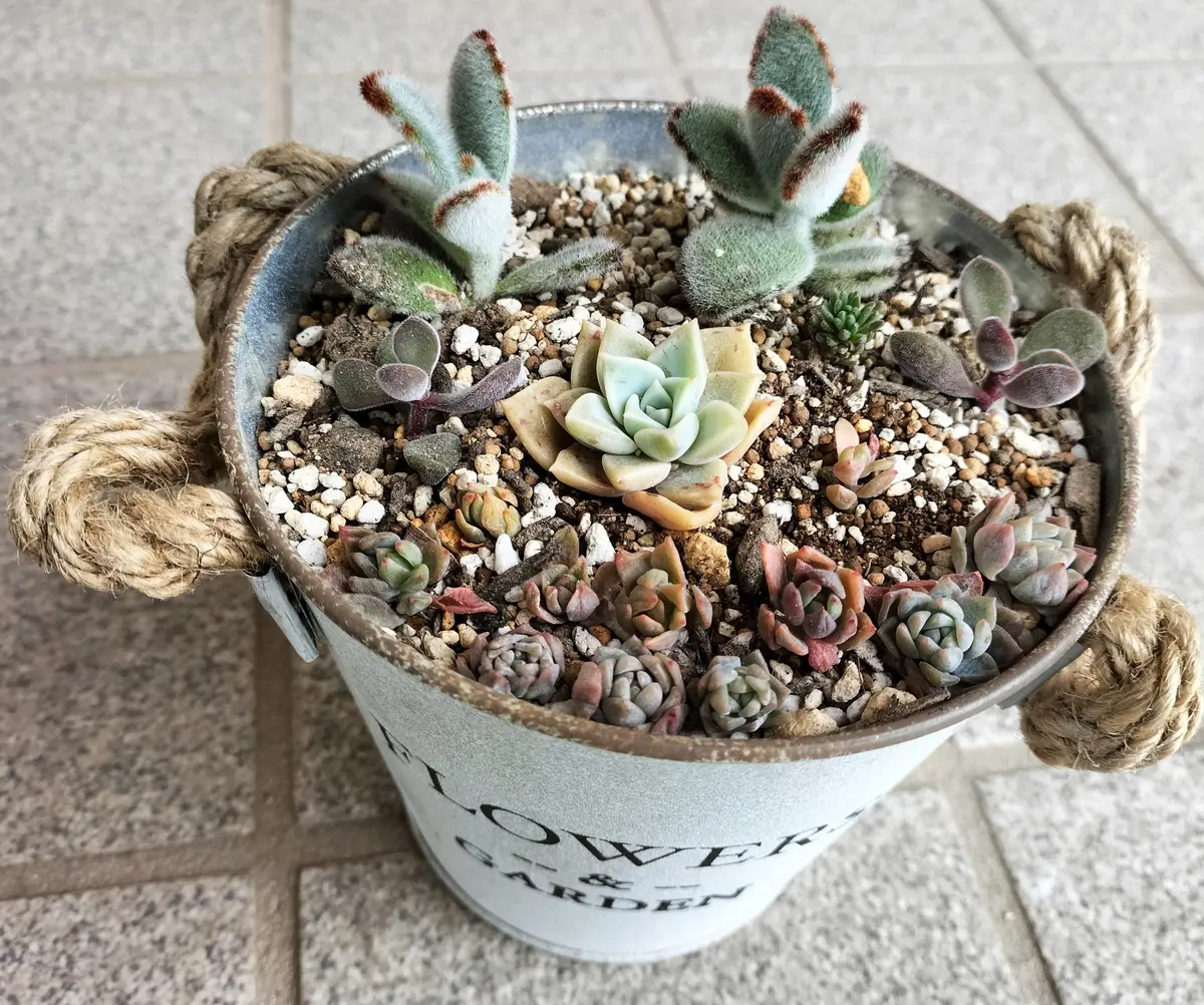 多肉の寄せ植え その後｜園芸日記byえのみん｜みんなの趣味の園芸｜1328320