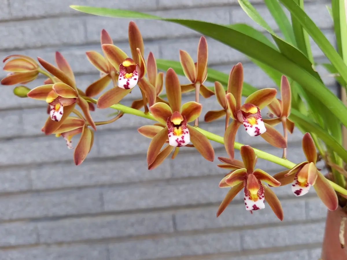 楽天市場】【 花芽5個付き株 】キンリョウヘン（ 金稜辺 ）5号