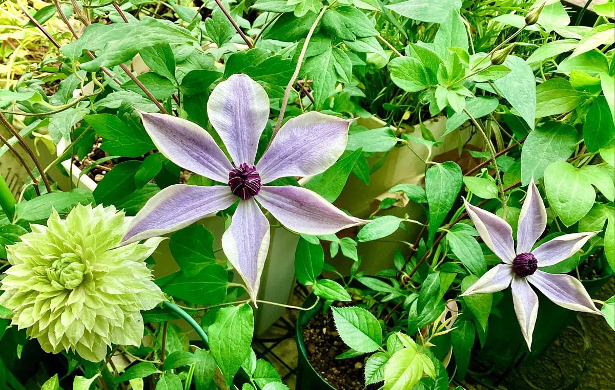2025年クレマチス・風の方位が開花しました🌸 と、花苗お迎え
