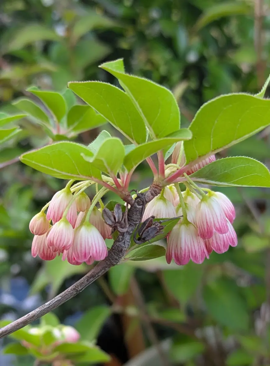 山採り　サラサドウダン サラサドウダン | 花図鑑 五十音順 | 花図鑑 | 白馬五竜高山植物園
