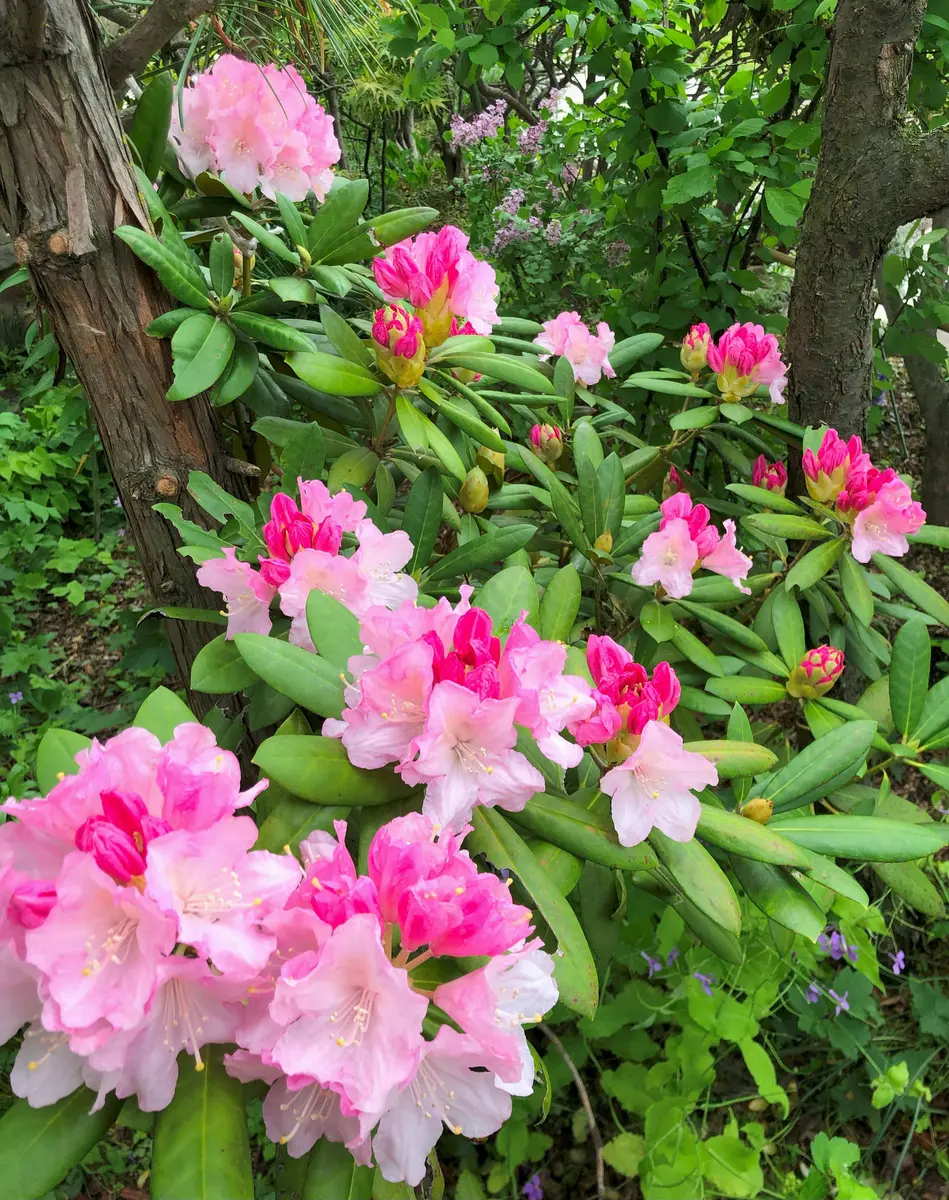 石楠花の季節｜園芸日記byrankumi｜みんなの趣味の園芸｜1328769