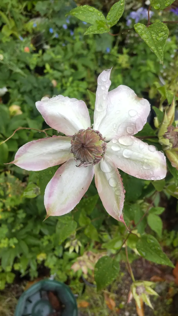 五弓桃万重｜園芸日記byさいちぇん｜みんなの趣味の園芸｜1328920