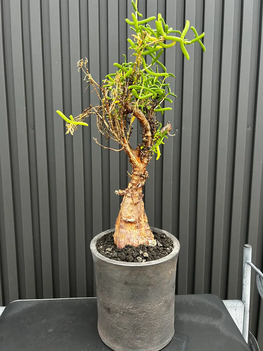 メストクレマ・アルボリフォルメ｜園芸日記by44.HD-panhead｜みんなの