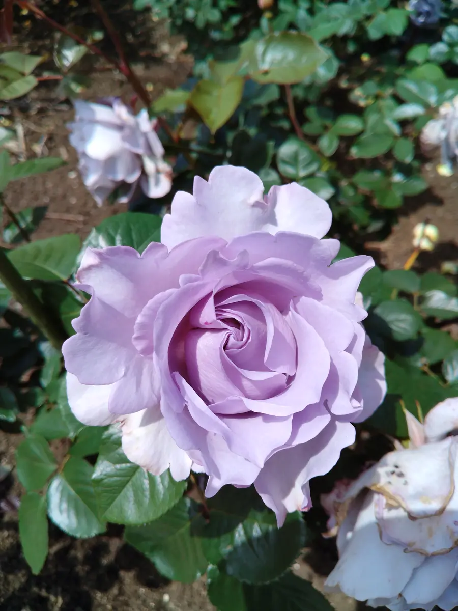 公園で見た美しい薔薇🌹｜園芸日記by平塚とまと｜みんなの趣味の園芸