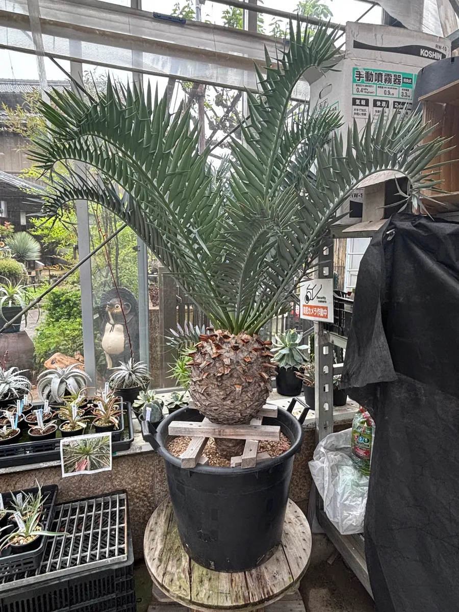 エンセファラルトスホリダス 南ア産・発根済】エンセファラルトス