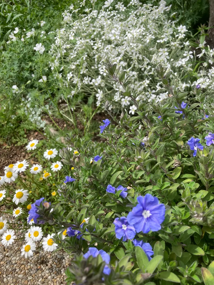 🪴アメリカンブルー💙と母の日🌸｜園芸日記byしろまる｜みんなの