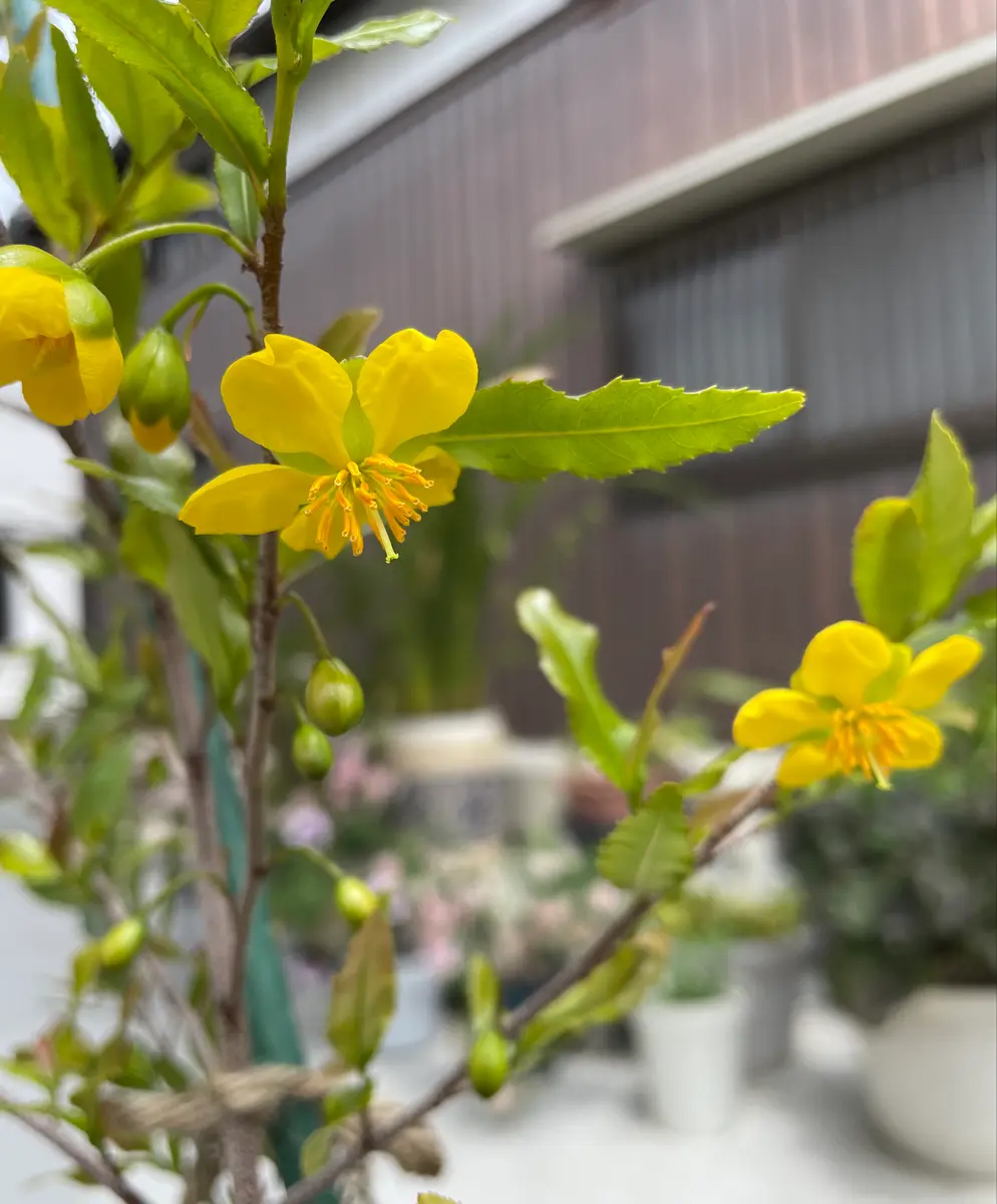 🌼ミッキーマウスは黄色のお花😳｜園芸日記byラ・フランス｜みんなの