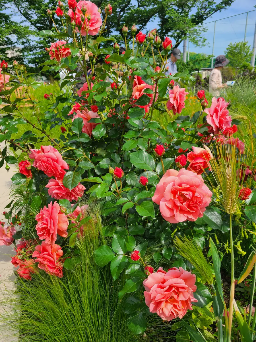 あやせローズガーデン行ってきました🎵｜園芸日記by金魚姉｜みんなの