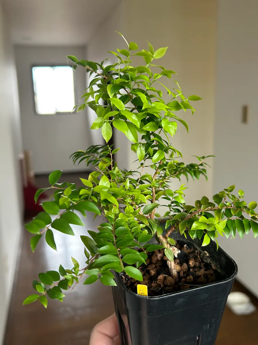 ミルシアリアの日記一覧|アウルの森さんの園芸日記-みんなの趣味