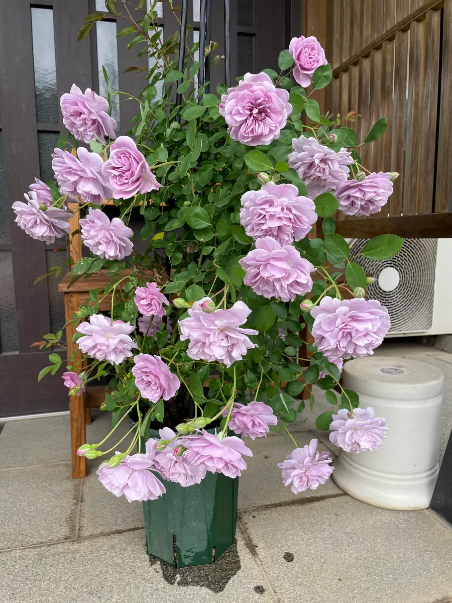 大好きな薔薇とクレマチスが咲きました💕｜園芸日記by園芸友ダチ
