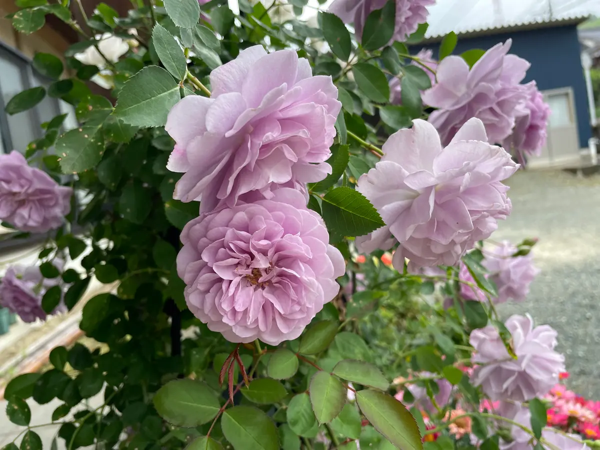 大好きな薔薇とクレマチスが咲きました💕｜園芸日記by園芸友ダチ