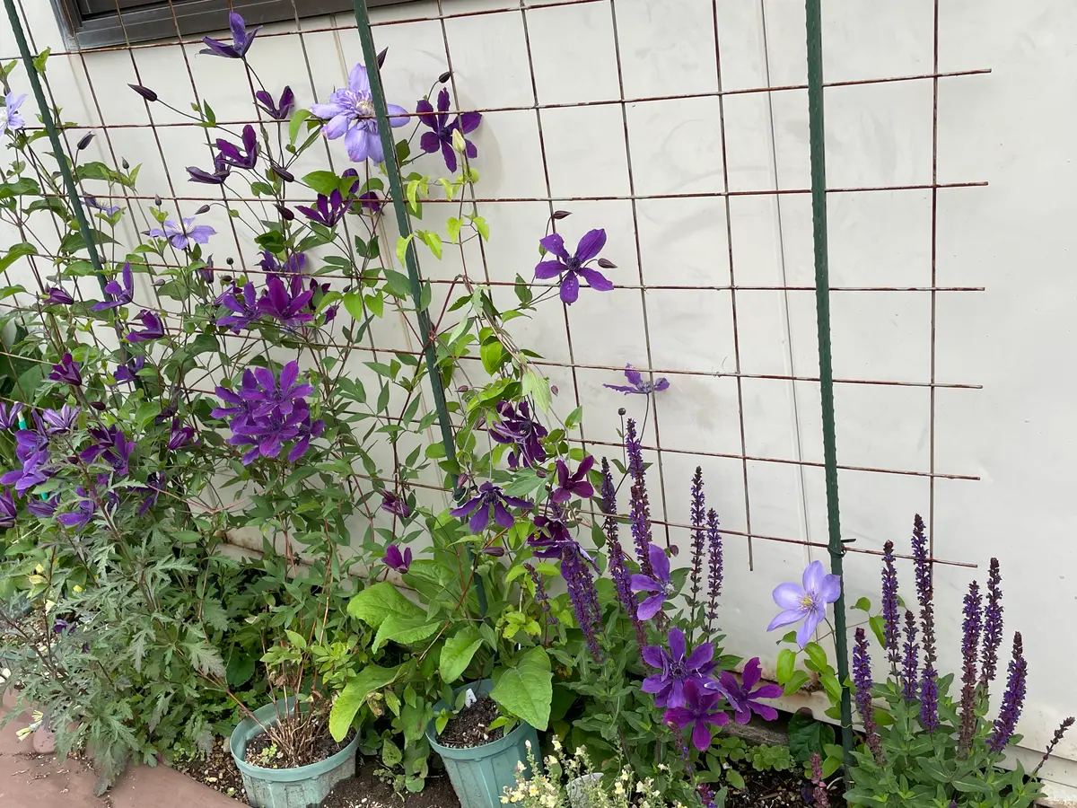大好きな薔薇とクレマチスが咲きました💕｜園芸日記by園芸友ダチ