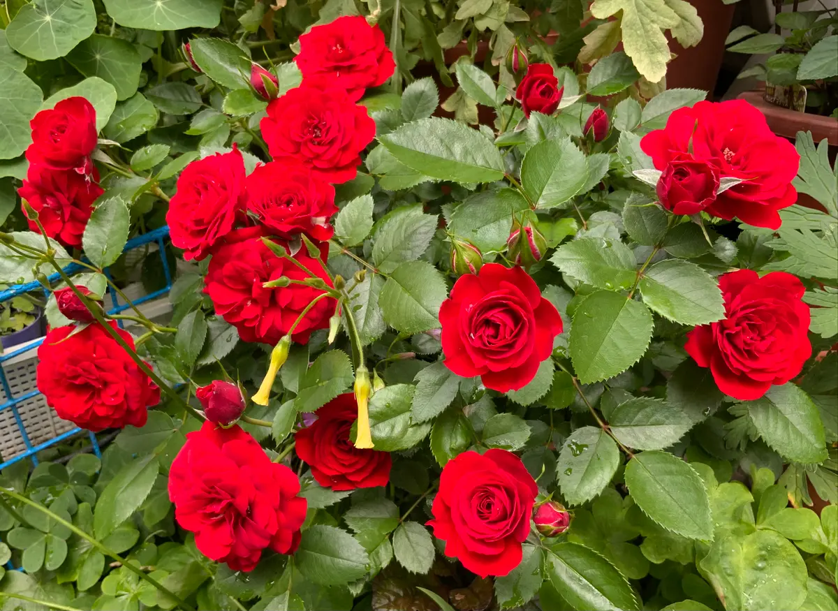 バラ苗　赤　品種不明 品種不明の赤いミニバラ｜園芸日記by映奈｜みんなの趣味の園芸