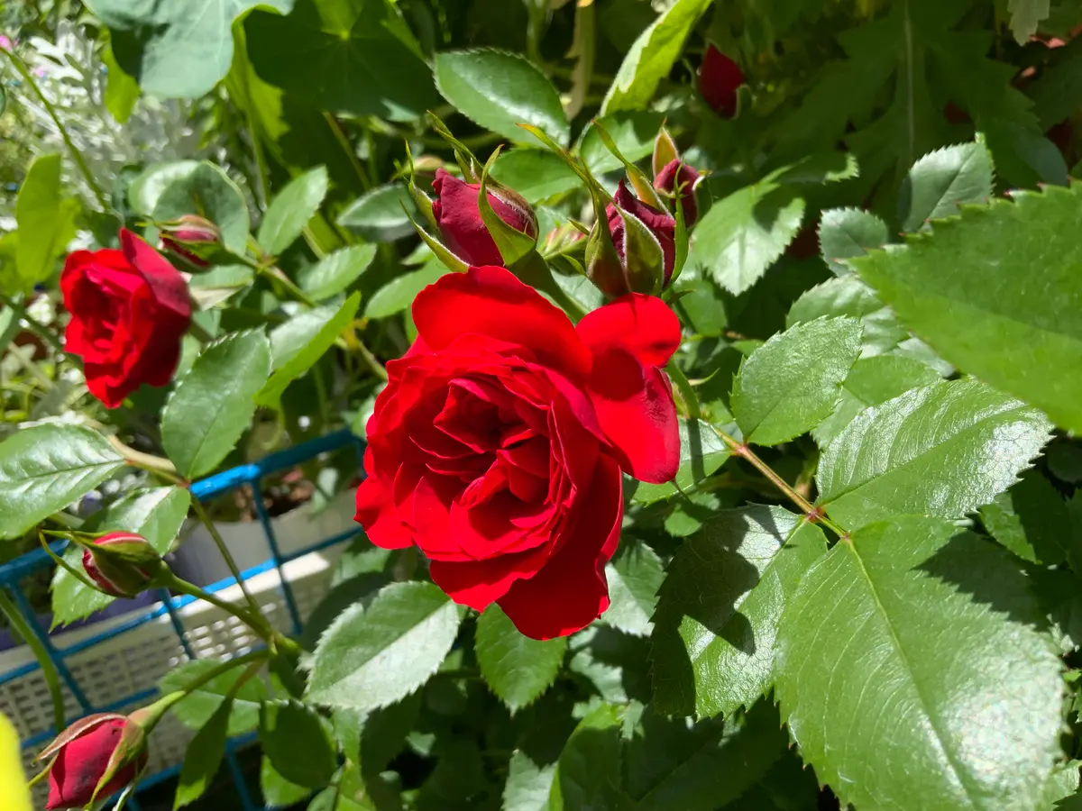 バラ苗　赤　品種不明 品種不明の赤いミニバラ｜園芸日記by映奈｜みんなの趣味の園芸