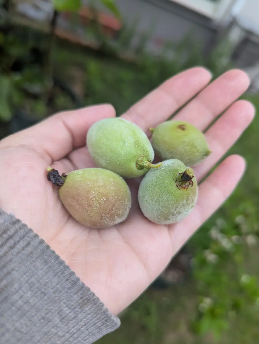 新着商品 最後の摘果かな🍑｜園芸日記byジェロニもん｜みんなの趣味の園芸 標本