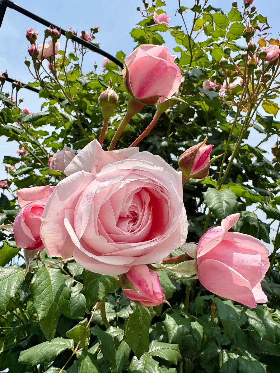 バラ🌹ナエマとアーチの交換|園芸日記byばらもも|みんなの趣味の園芸|1329953