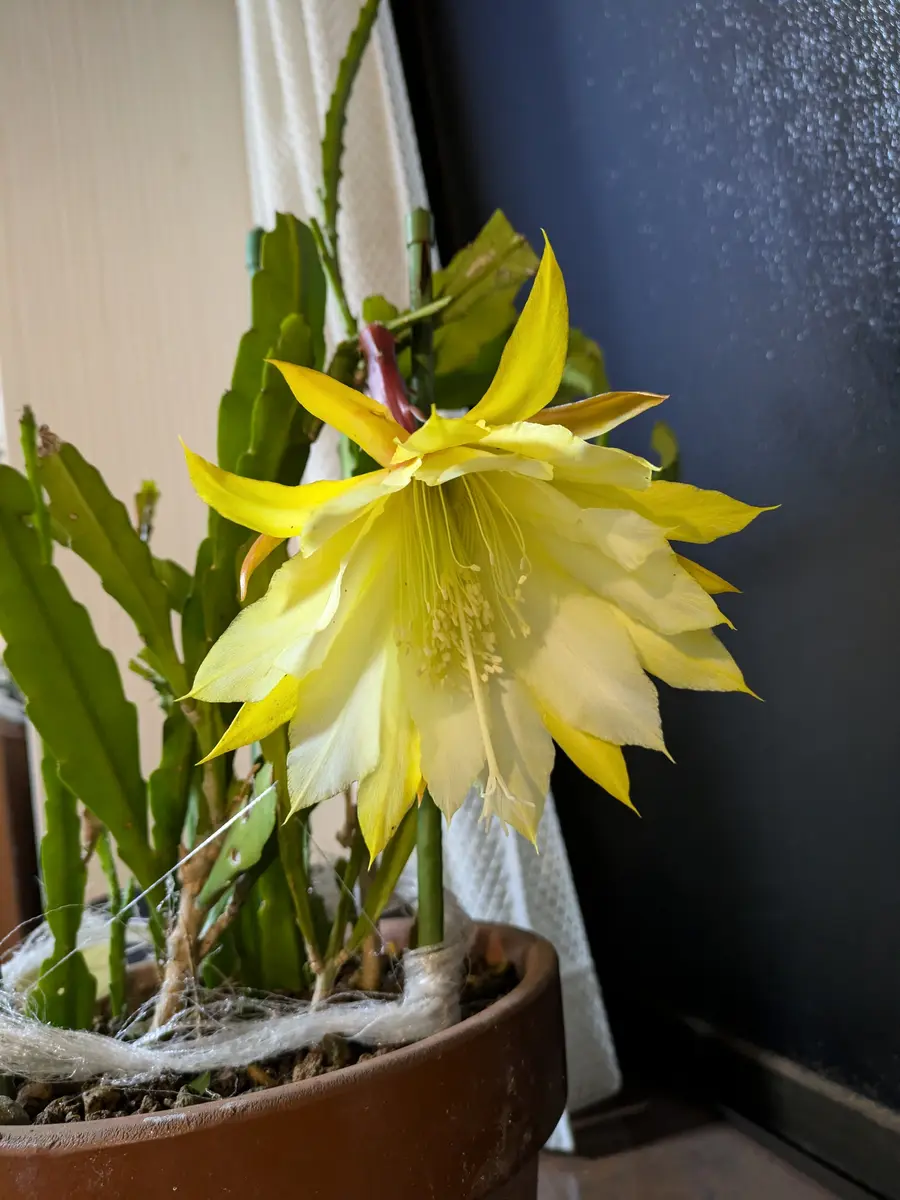 黄色が開きました✌️💛💘｜園芸日記by毎日お花｜みんなの趣味の園芸
