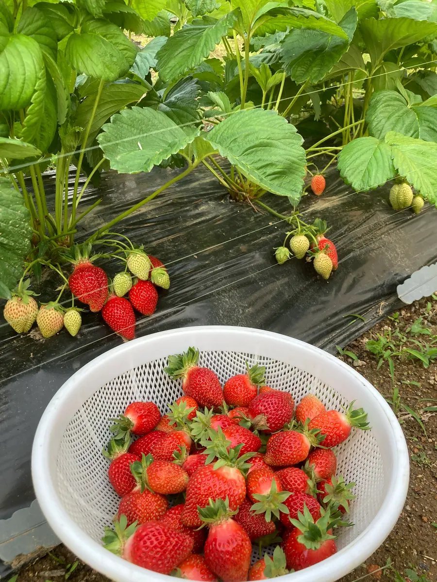 年末のプロモーション大特価！ イチゴ🍓🍓🍓｜園芸日記byしろまる｜みんなの趣味の園芸｜1330222 指輪・リング