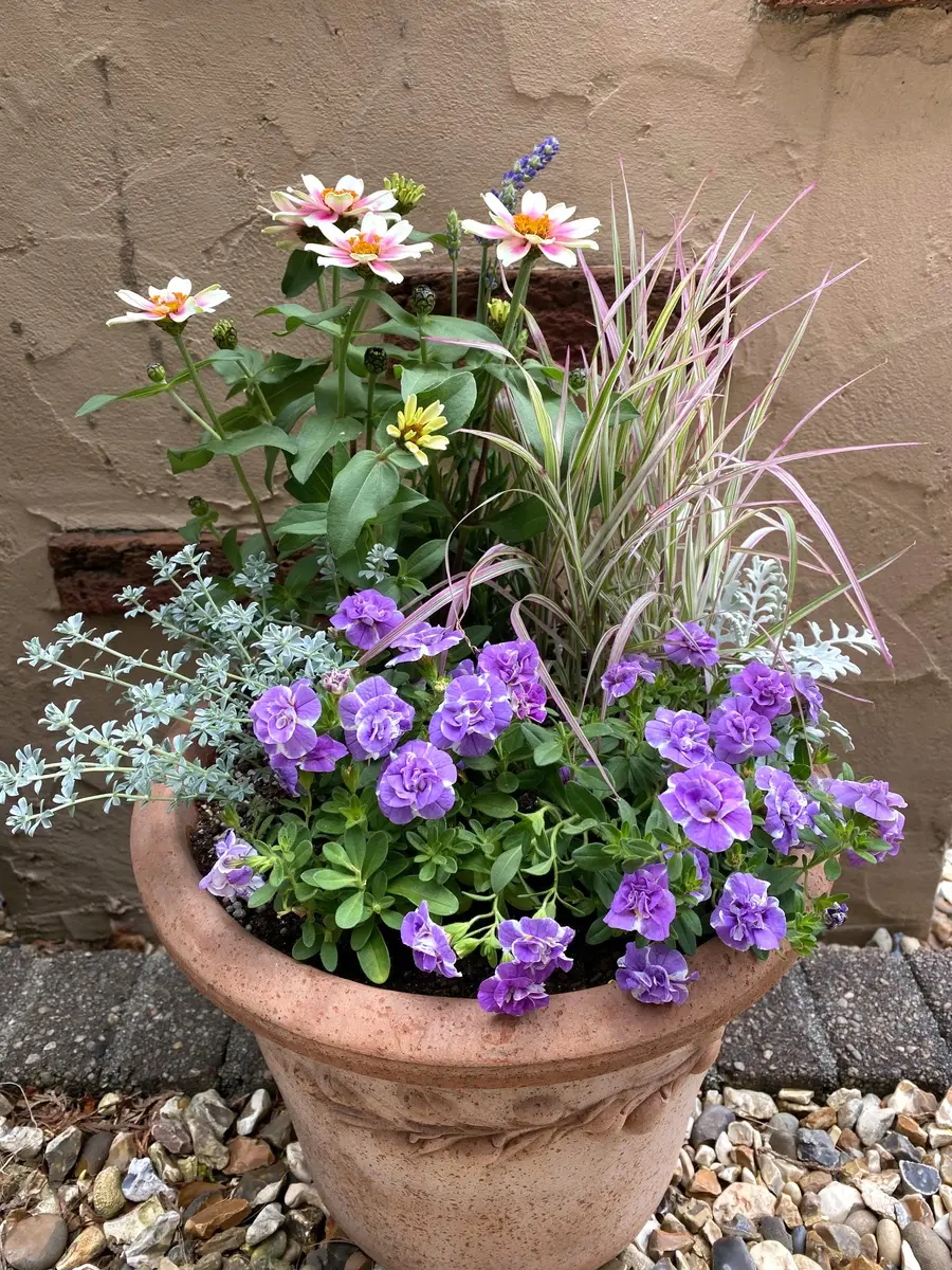 k_s　寄せ植え各種 5株でも見応えあり！ 簡単寄せ植え#4 秋 | GardenStory (ガーデン