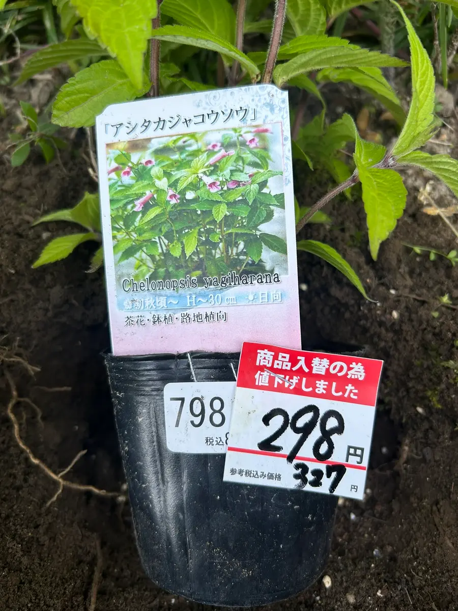 ✿入手困難 クレマチス サムライ✿