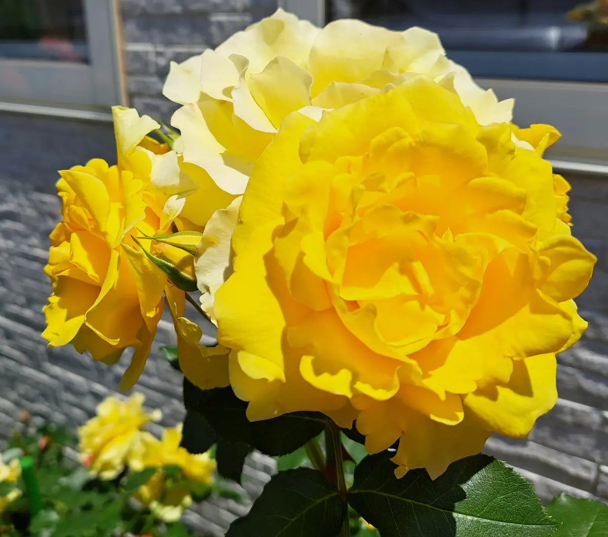 【クーポン対象外】 今年の薔薇🌹｜園芸日記byぎばち｜みんなの趣味の園芸｜1330635 絵画